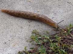 Limacus