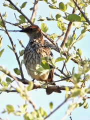 Cinnyricinclus leucogaster