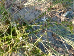 Wahlenbergia tenella