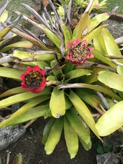 Canistrum aurantiacum