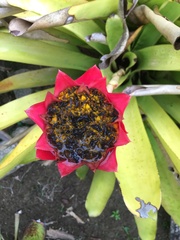 Canistrum aurantiacum