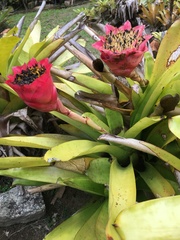 Canistrum aurantiacum