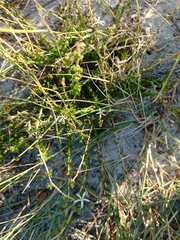 Wahlenbergia tenella