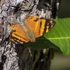 Hypanartia lethe
