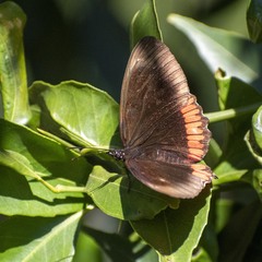 Biblis hyperia