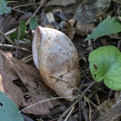 Megalobulimus