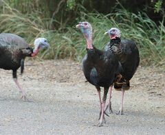 Meleagris gallopavo intermedia