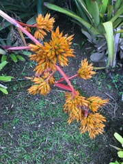 Aechmea eurycorymbus