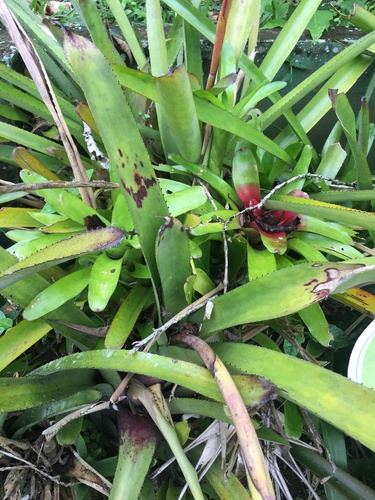 Aechmea eurycorymbus, photograph 2