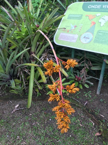 Aechmea eurycorymbus, photograph 3