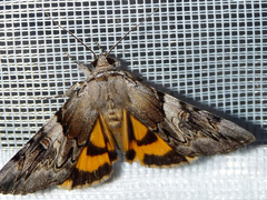 Catocala fulminea