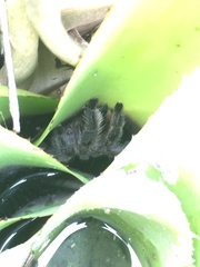 Pachistopelma rufonigrum