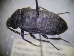 Penthe pimelia