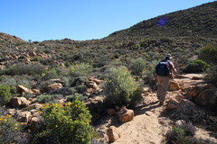 Calobota