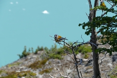 Phrygilus patagonicus