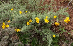 Aldama linearis
