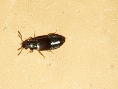 Omaliinae