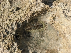 Acanthopleura granulata