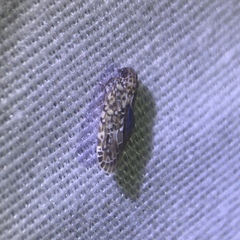 Plectoderini