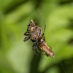Alpaida veniliae