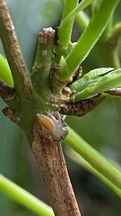 Ilargus coccineus
