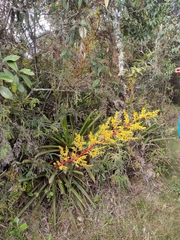 Guzmania diffusa