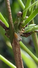 Ilargus coccineus