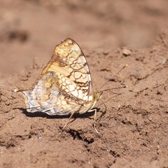 Hypanartia lethe