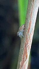 Ilargus coccineus