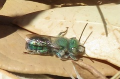 Osmiini