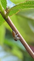 Ilargus coccineus