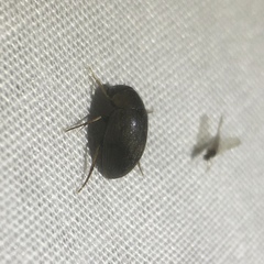 Berosus