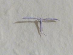 Emmelina monodactyla