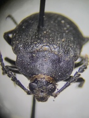 Penthe pimelia
