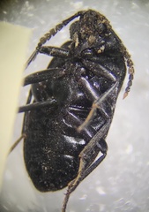 Penthe pimelia