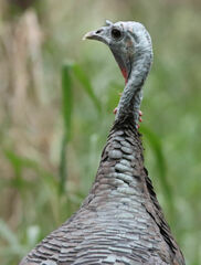 Meleagris gallopavo intermedia