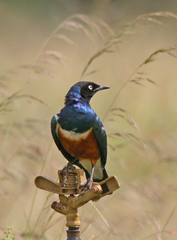 Lamprotornis superbus