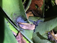 Pachistopelma rufonigrum