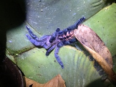 Pachistopelma rufonigrum