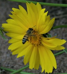 Apis mellifera scutellata