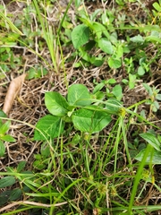 Euphorbia heterophylla