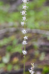 Ozomelis stauropetala
