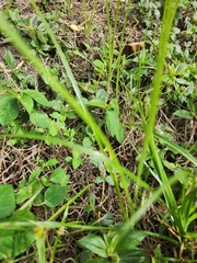 Euphorbia heterophylla