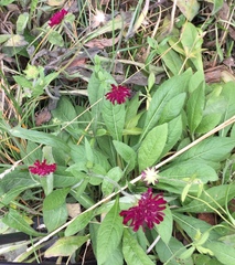 Knautia macedonica