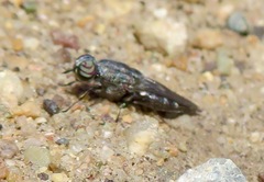 Stratiomyidae