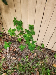 Euphorbia heterophylla