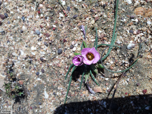 Romulea vlokii