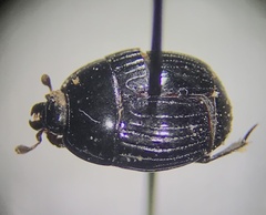 Histerinae