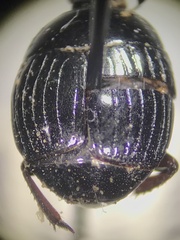 Histerinae