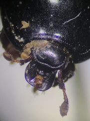 Histerinae